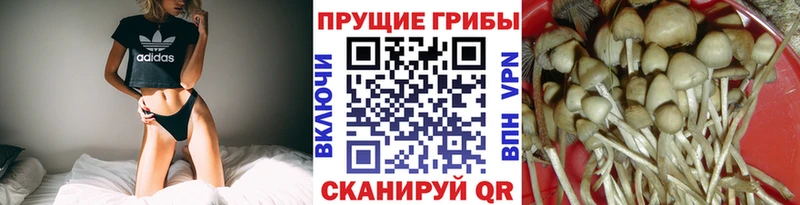 Купить  Муром  Галлюциногенные грибы Cubensis 
